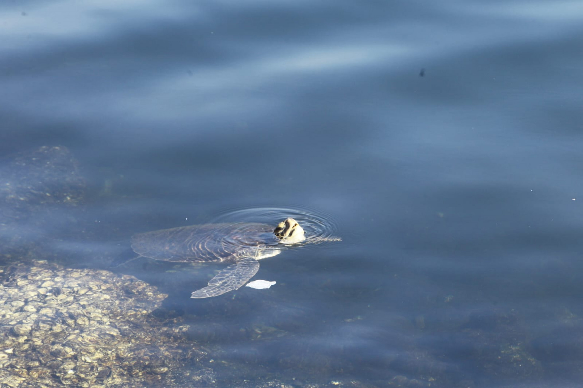 Baía de Guanabara, no trecho próximo ao aeroporto Santos Dumont, nesta quinta-feira (5) - Reginaldo Pimenta / Agência O Dia