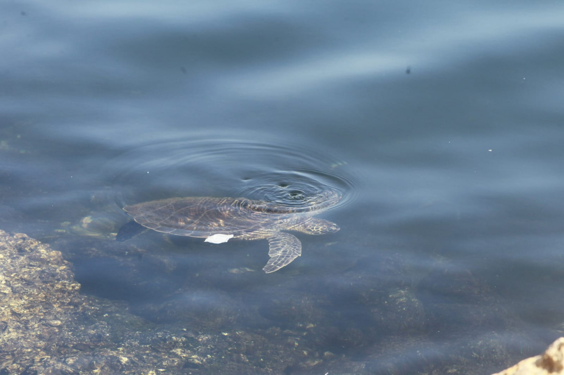 Baía de Guanabara, no trecho próximo ao aeroporto Santos Dumont, nesta quinta-feira (5) - Reginaldo Pimenta / Agência O Dia