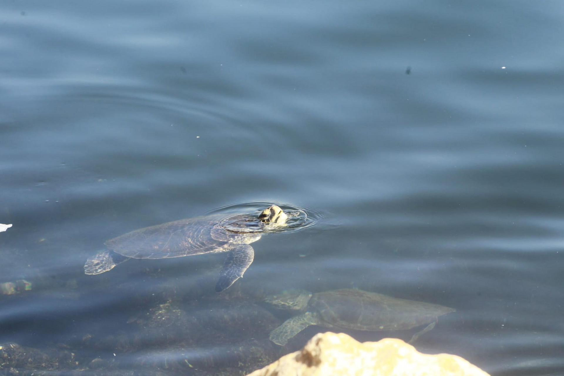 Baía de Guanabara, no trecho próximo ao aeroporto Santos Dumont, nesta quinta-feira (5) - Reginaldo Pimenta / Agência O Dia