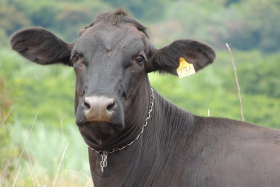 Brasil está livre de febre aftosa sem vacinação, diz Organização Mundial de Saúde Animal