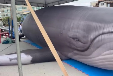 Baleia inflável gigante marca abertura da temporada em Arraial; cetáceos já foram vistos no mar