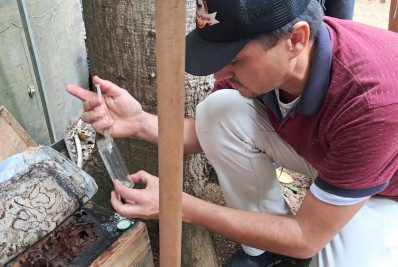 Abelhas sem ferrão: aliadas invisíveis no reflorestamento da cidade