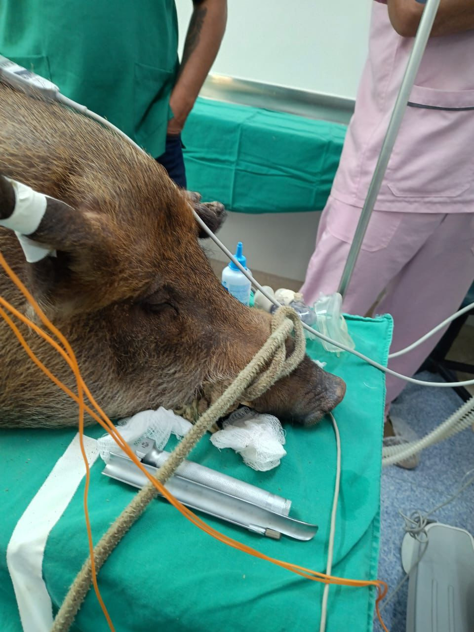 Porca passou por procedimento cirúrgico na última sexta-feira (6) - Divulgação / Secretaria Municipal de Proteção e Defesa dos Animais