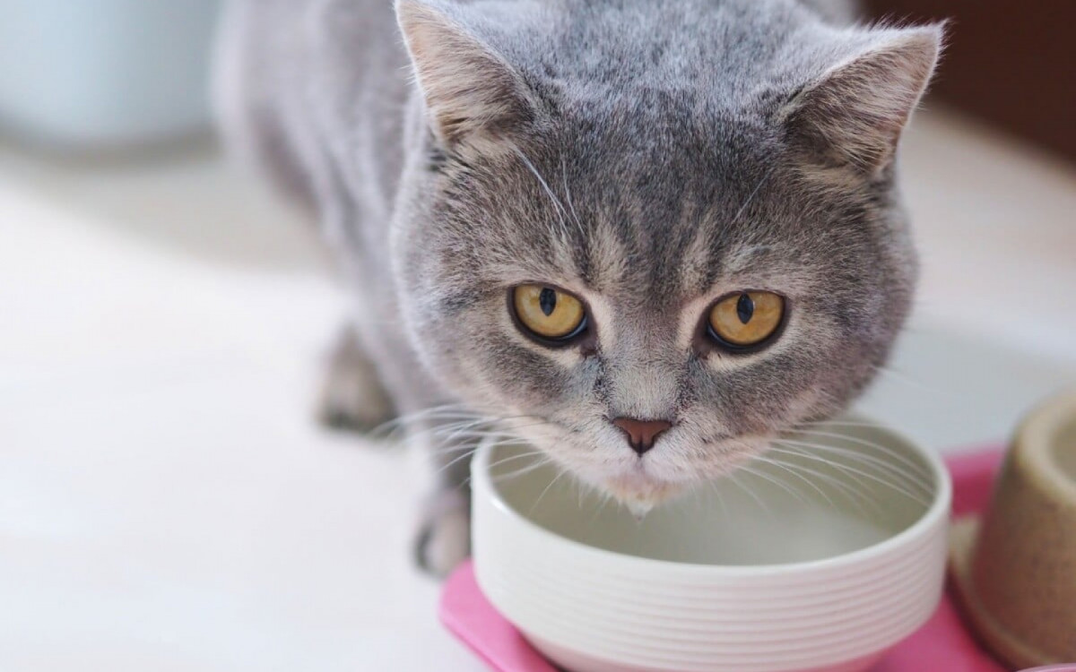 É importante ficar atento às causas do vômito dos gatos (Imagem: sxrx_mas | Shutterstock)