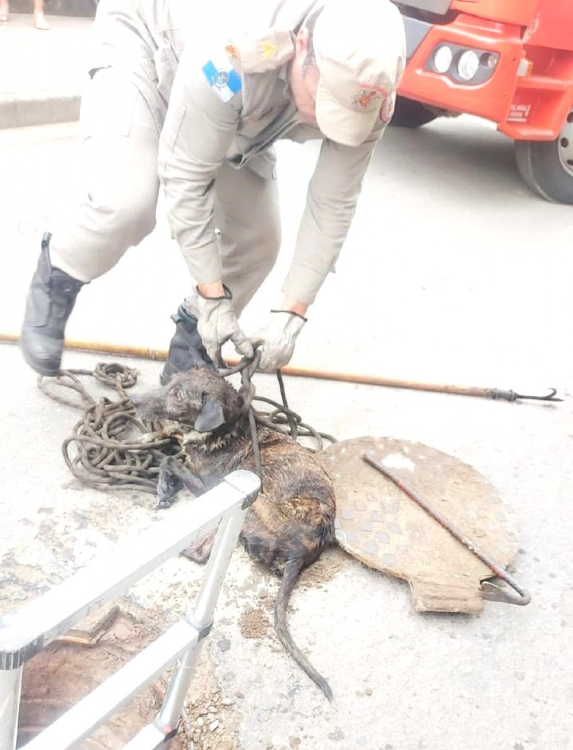 O cachorro estava dentro de um bueiro no bairro Nova Aurora e ficou  debilitado - Divulga&ccedil;&atilde;o / PMBR