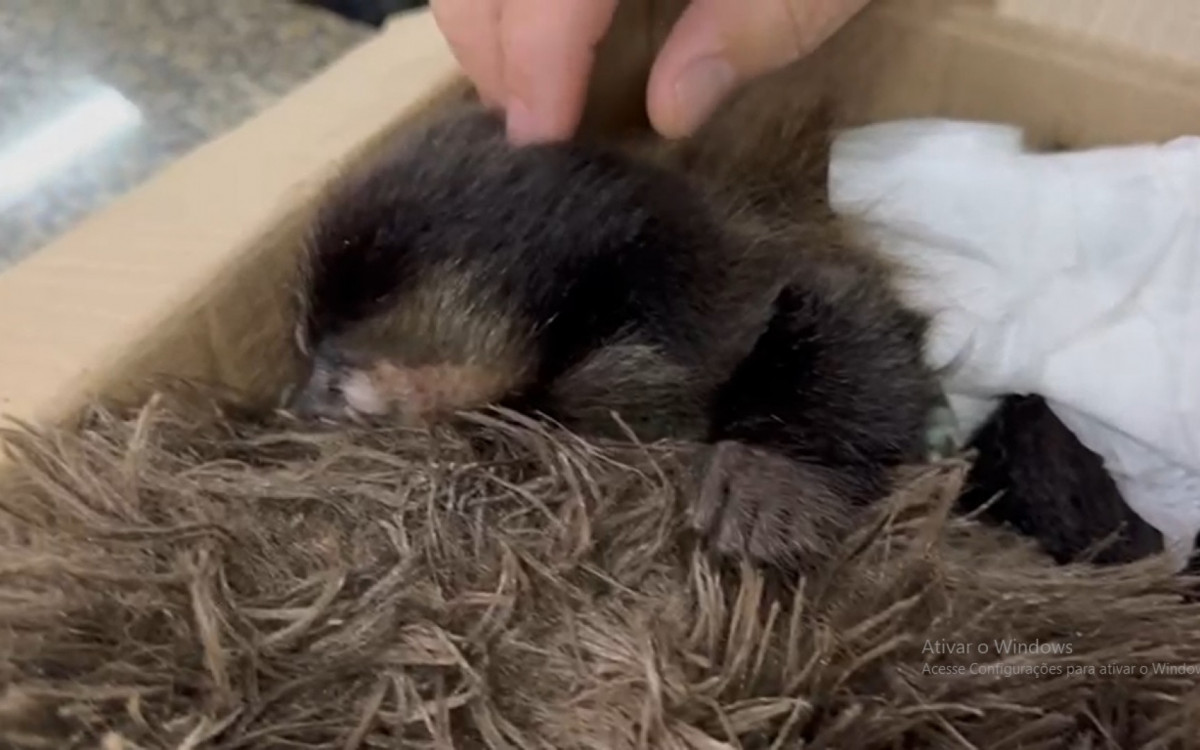 Criminosos arrancaram um filhote das costas da mãe no Jardim Botânico