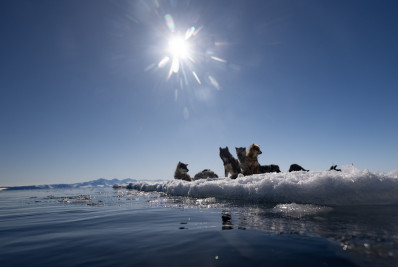 Gelo na Groenlândia derrete 17 vezes mais rápido após onda de calor