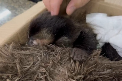 Casal é preso por roubo de macacos-pregos no Jardim Botânico