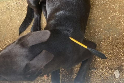 Polícia Civil investiga caso de cadela atingida por flecha em Niterói