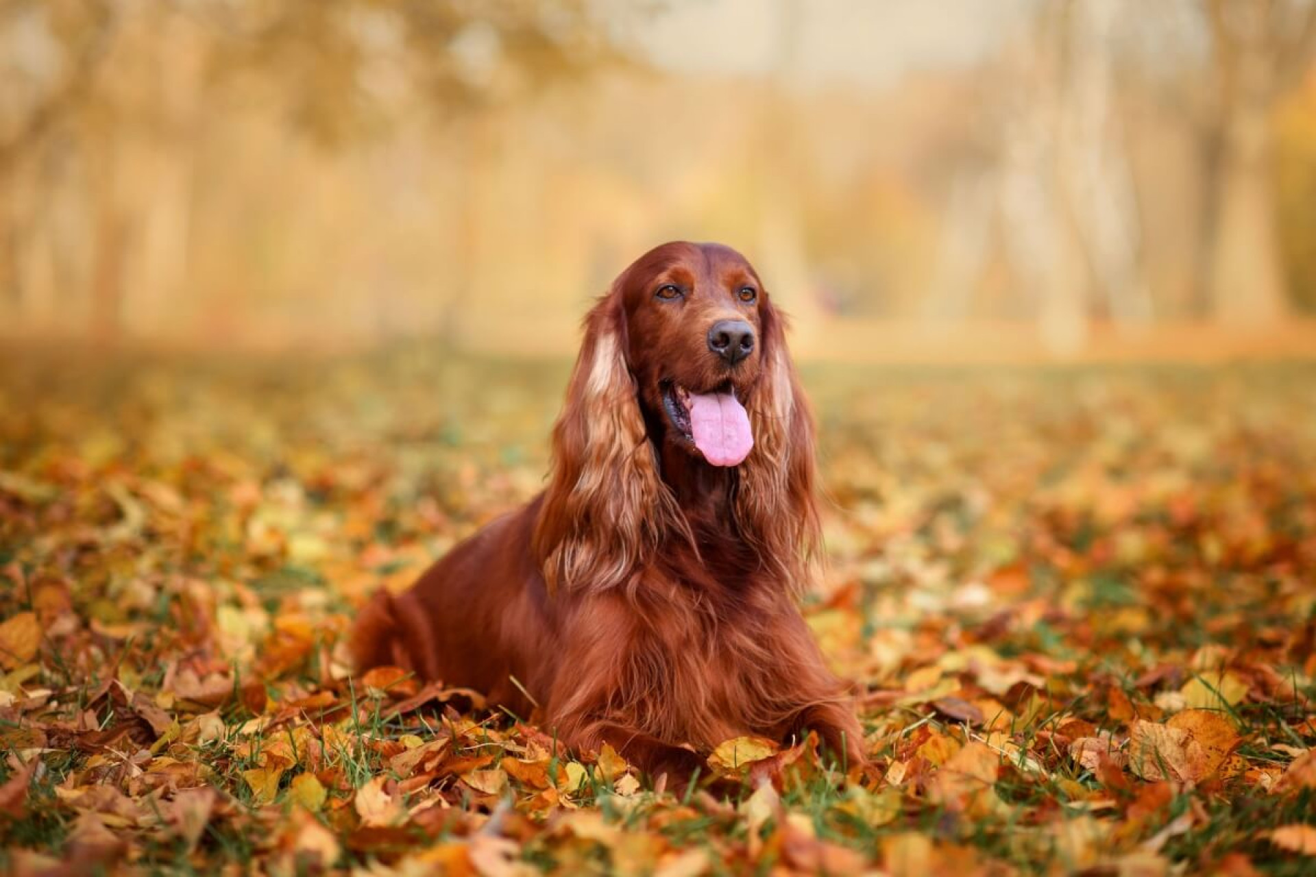 O setter irland&ecirc;s &eacute; um companheiro inteligente, en&eacute;rgico e afetuoso (Imagem: Nikaletto | Shutterstock) 
