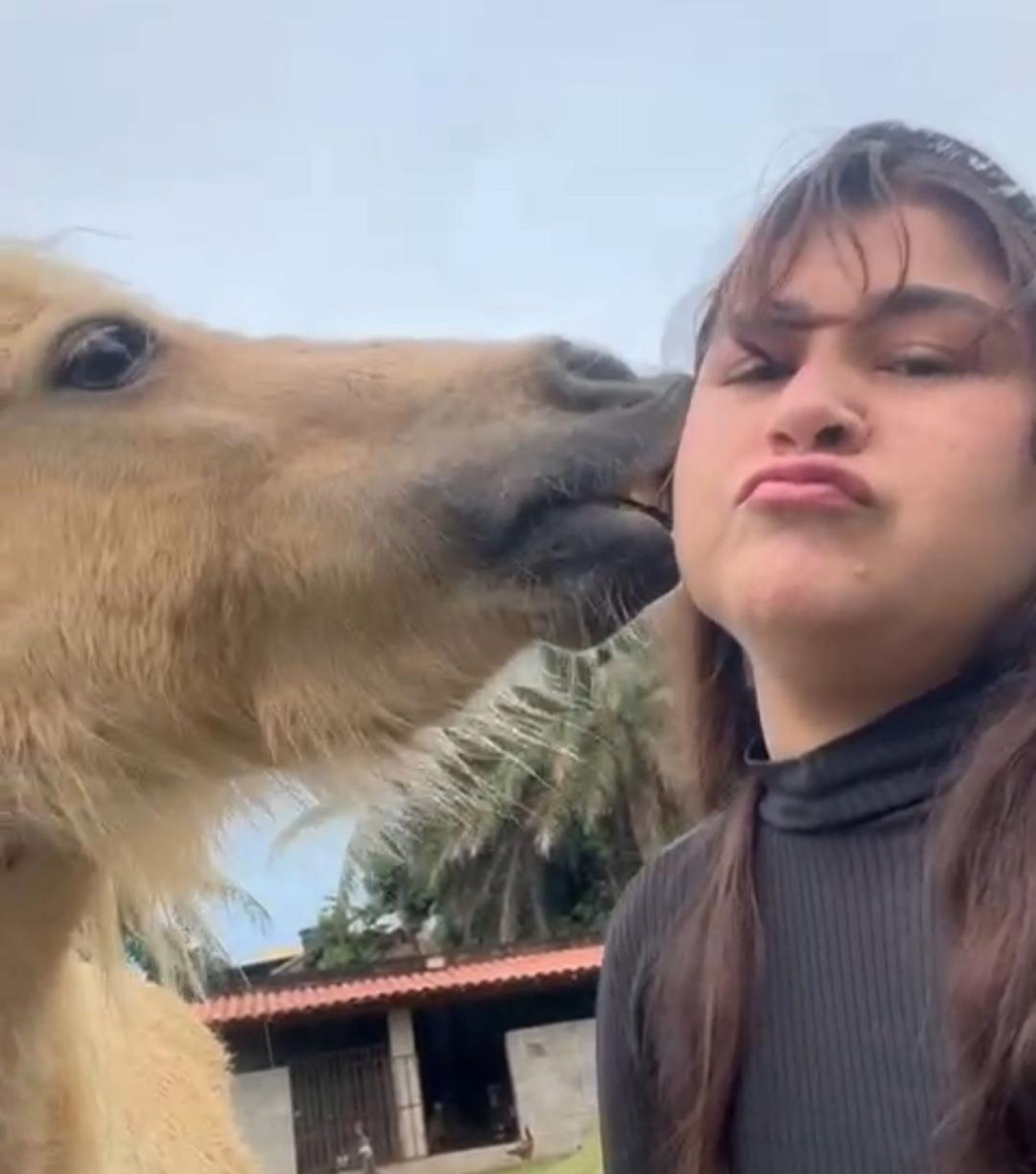 Bruna Saraiva ganha um \'beijo molhado\' do simpático pônei Sonho 