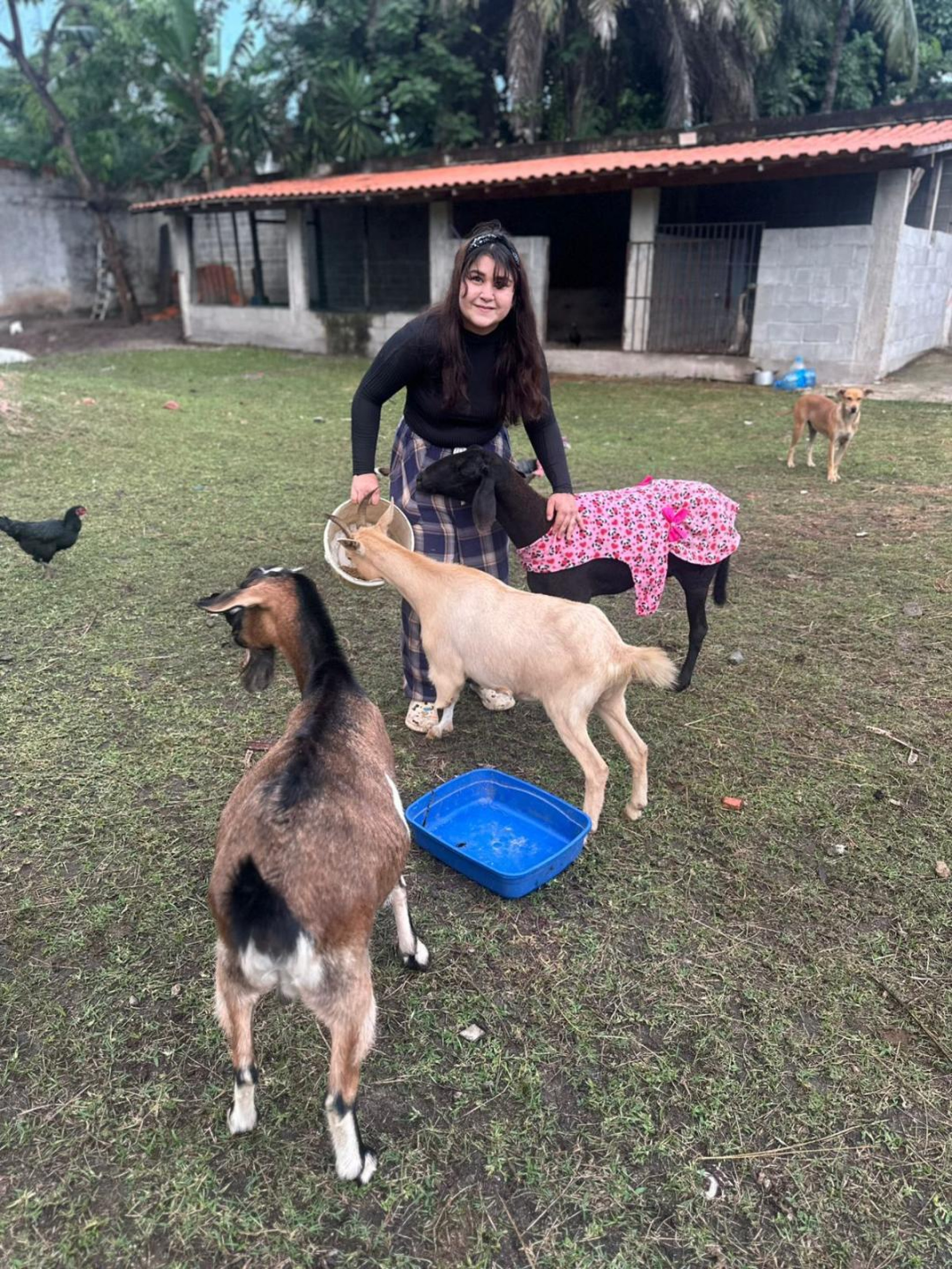Bruna, a ovelha Rita Lee, a cabra Mari (marrom) e a cabra Cris (branca) 