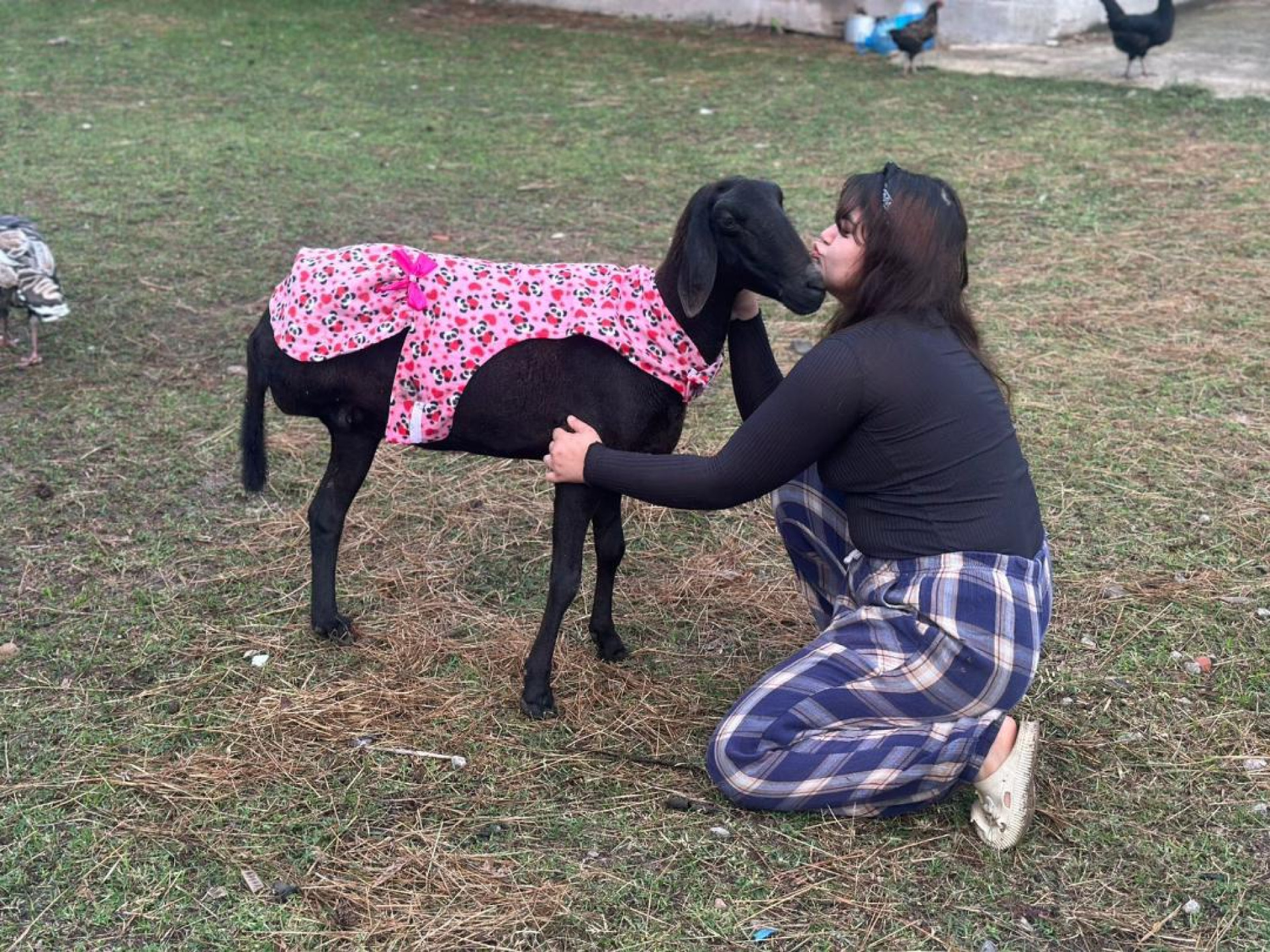 A ovelha Rita Lee tem apenas três patinhas e aproximadamente 10 anos de idade