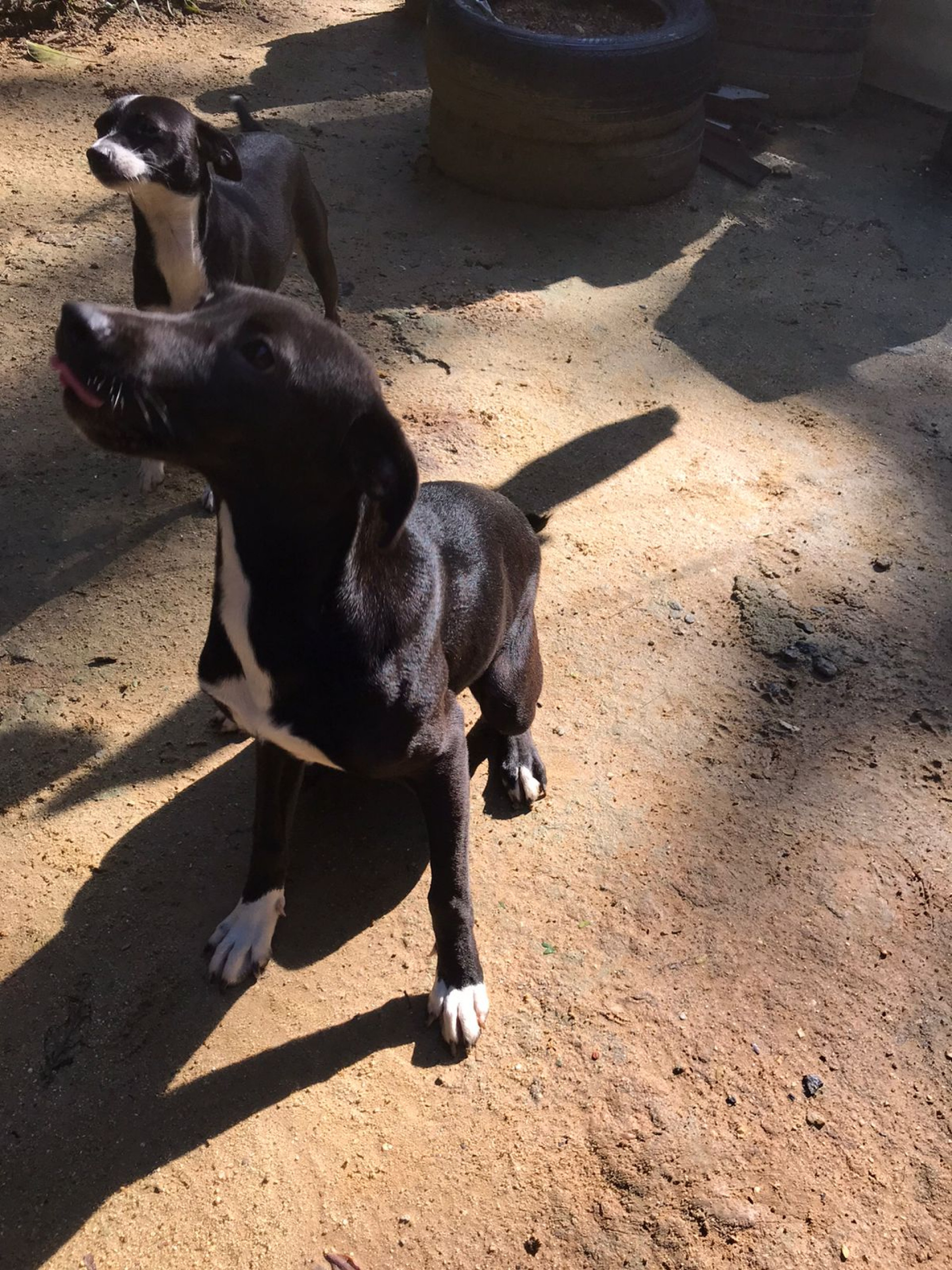 Cadela comunitária é alimentada diariamente por uma moradora da região onde vive - Reprodução