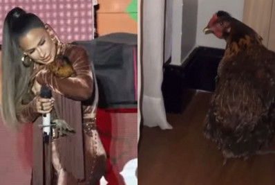 Após ganhar galinha em show, Simone Mendes leva ave para quarto de hotel