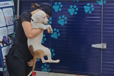 Castração gratuita em Três Rios beneficia 478 animais