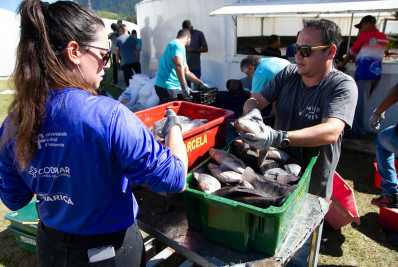 Prefeitura vai distribuir toneladas de tilápias para moradores do 