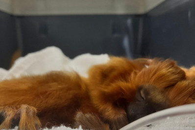 Mico-leão-dourado ferido é resgatado por moradoras em Rio das Ostras e recebe cuidados especializados