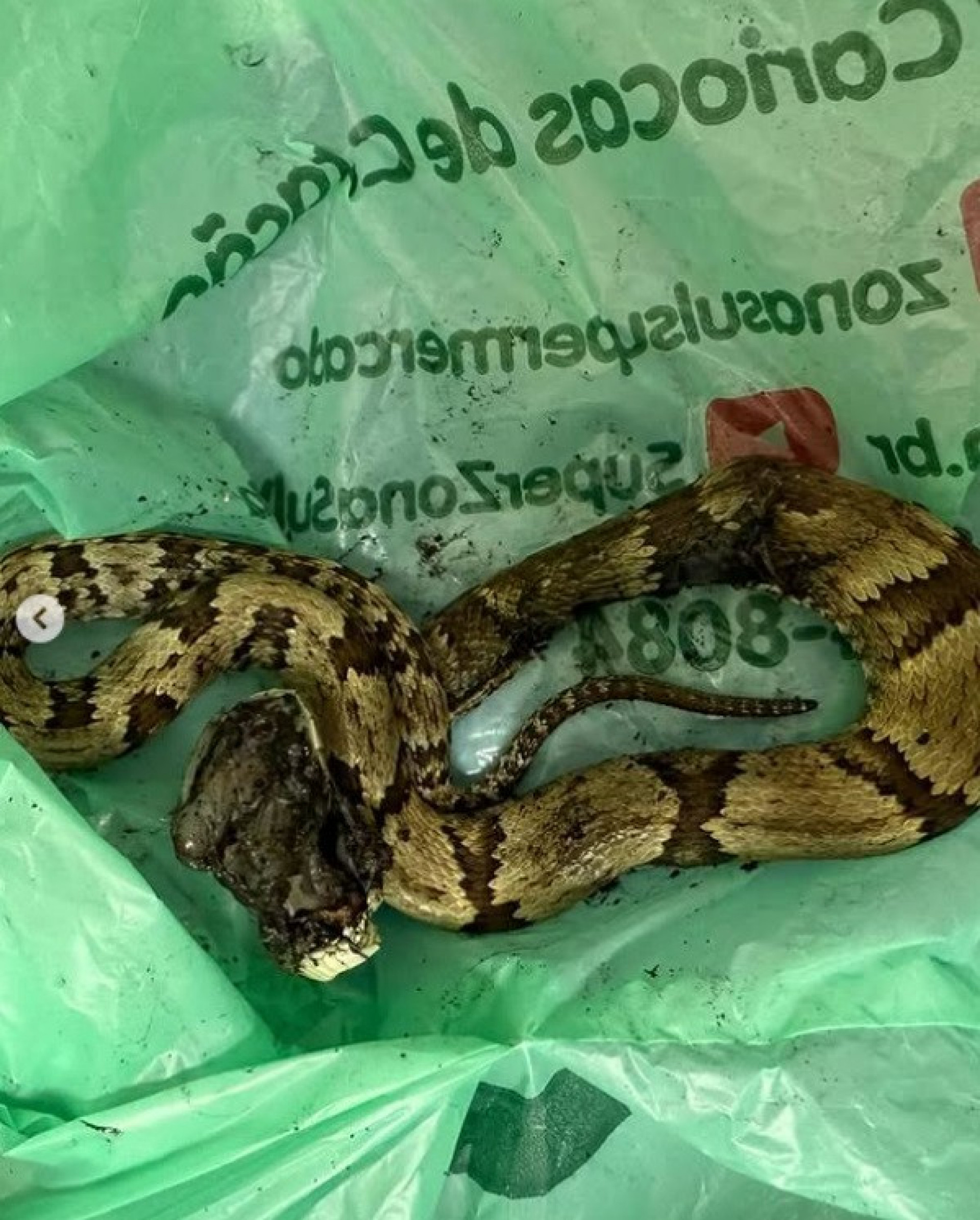 Guilherme Fontes é picado por cobra - Reprodução do Instagram