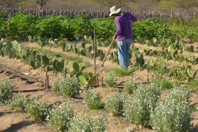 Estudo mostra ganhos necessários para vida digna no semiárido brasileiro
