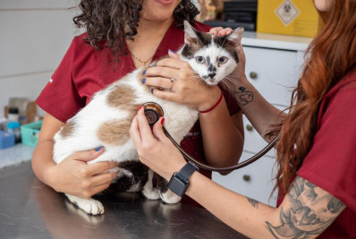 Castração de gatos: tudo o que tutores precisam saber antes e depois da cirurgia