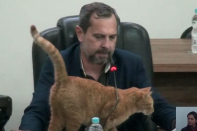 Vídeo: gato rouba os holofotes em sessão de câmara municipal em São Paulo