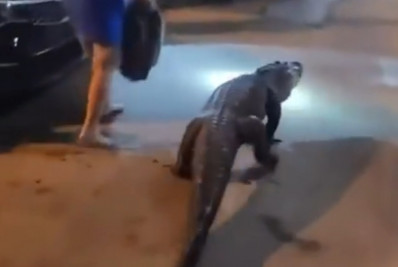 Vídeo! Jacaré de quase 2 metros invade motel nos EUA e leva hóspedes ao desespero