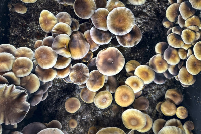 Saiba como quadrilha alvo de investigação produzia e enviava 'cogumelo mágico' para todo Brasil