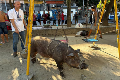 Porco tenta entrar na Catedral Metropolitana do Rio e causa correria