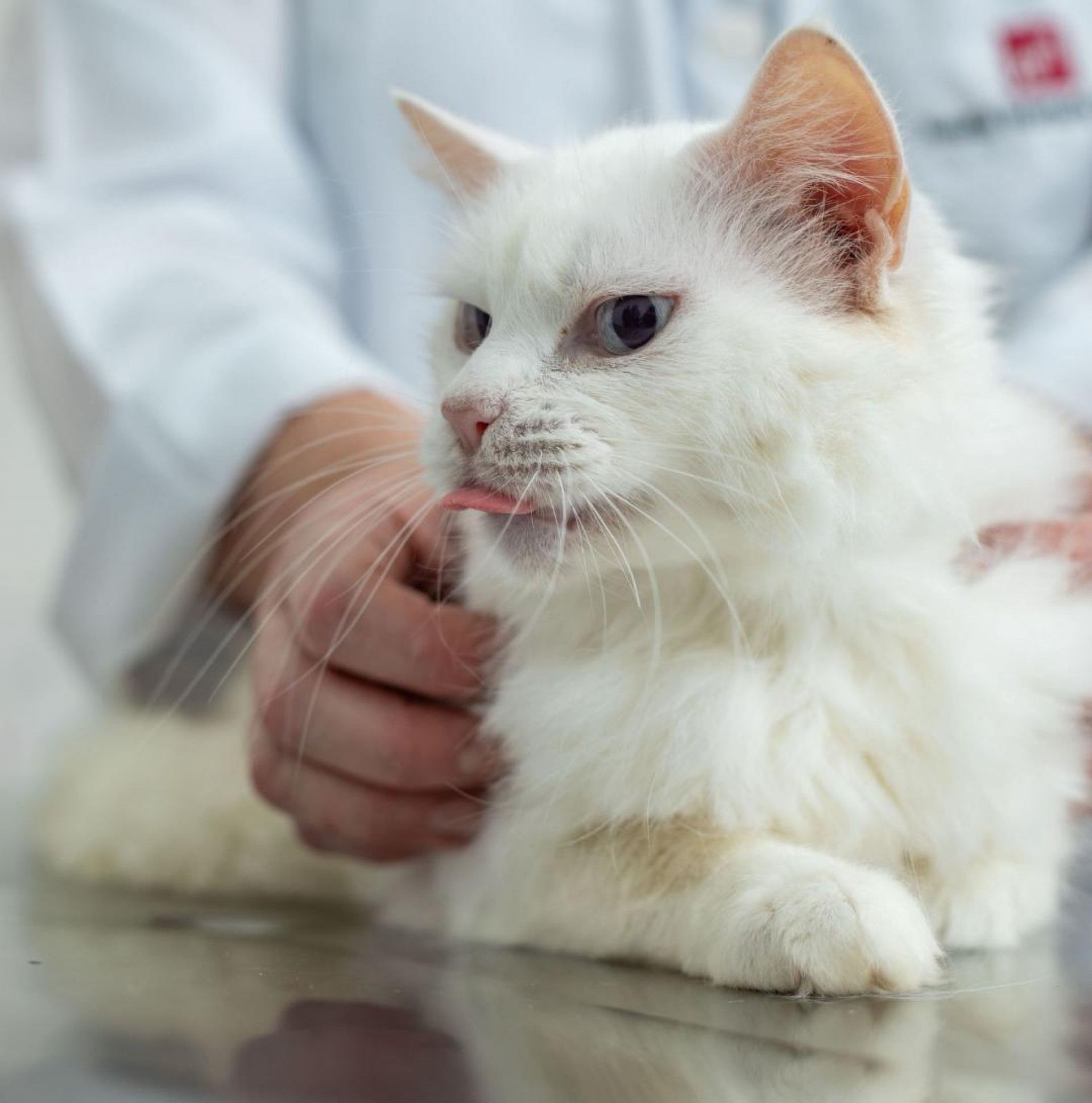 A castração é um ato de carinho e contribui com a saúde e o bem estar do animal