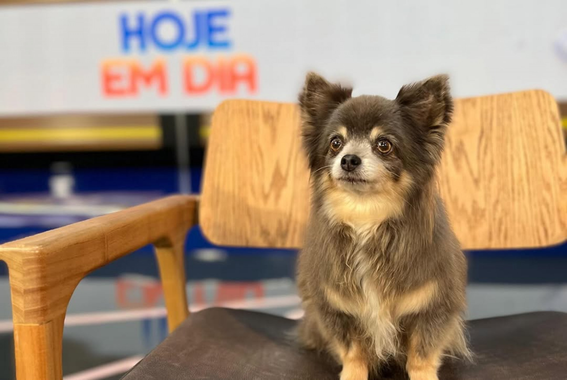 Rodolfinho, cachorro de estimação de Ana Hickmann - Reprodução/Instagram