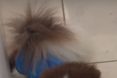 Dono de cachorro faz B.O após animal sumir em bar do Leblon e suspeita que mulher o levou