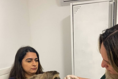 ASAS acolhe preguiça-de-garganta-marrom e reforça compromisso com a fauna da Mata Atlântica