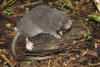 Descoberta de roedor semiaquático em Machu Picchu surpreende cientistas peruanos