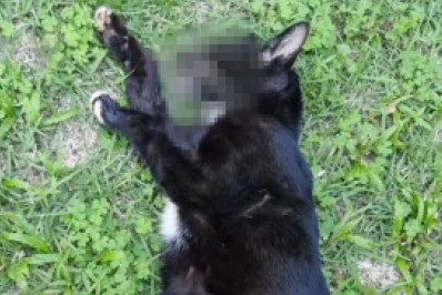 Moradores denunciam morte de gatos envenenados em condomínio de Niterói