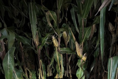 PF apreende mais de 250 kg de maconha no Paraná