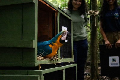 Atriz Fernanda Torres inspira araras a voarem pelo céu do Rio de Janeiro