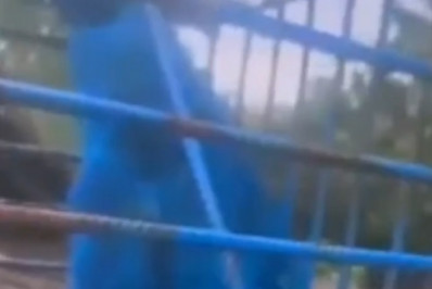 Homem é detido por pintar macaco de azul em Minas Gerais