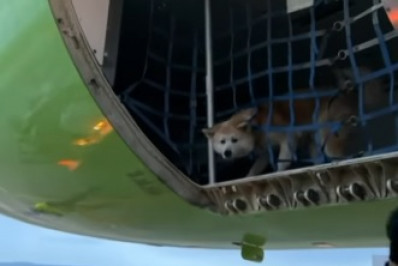 Cão se solta durante voo e é encontrado ileso em compartimento de bagagem