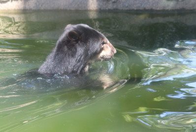Baloo, urso do BioParque, comemora 18 anos com bolo e 'festa' 
