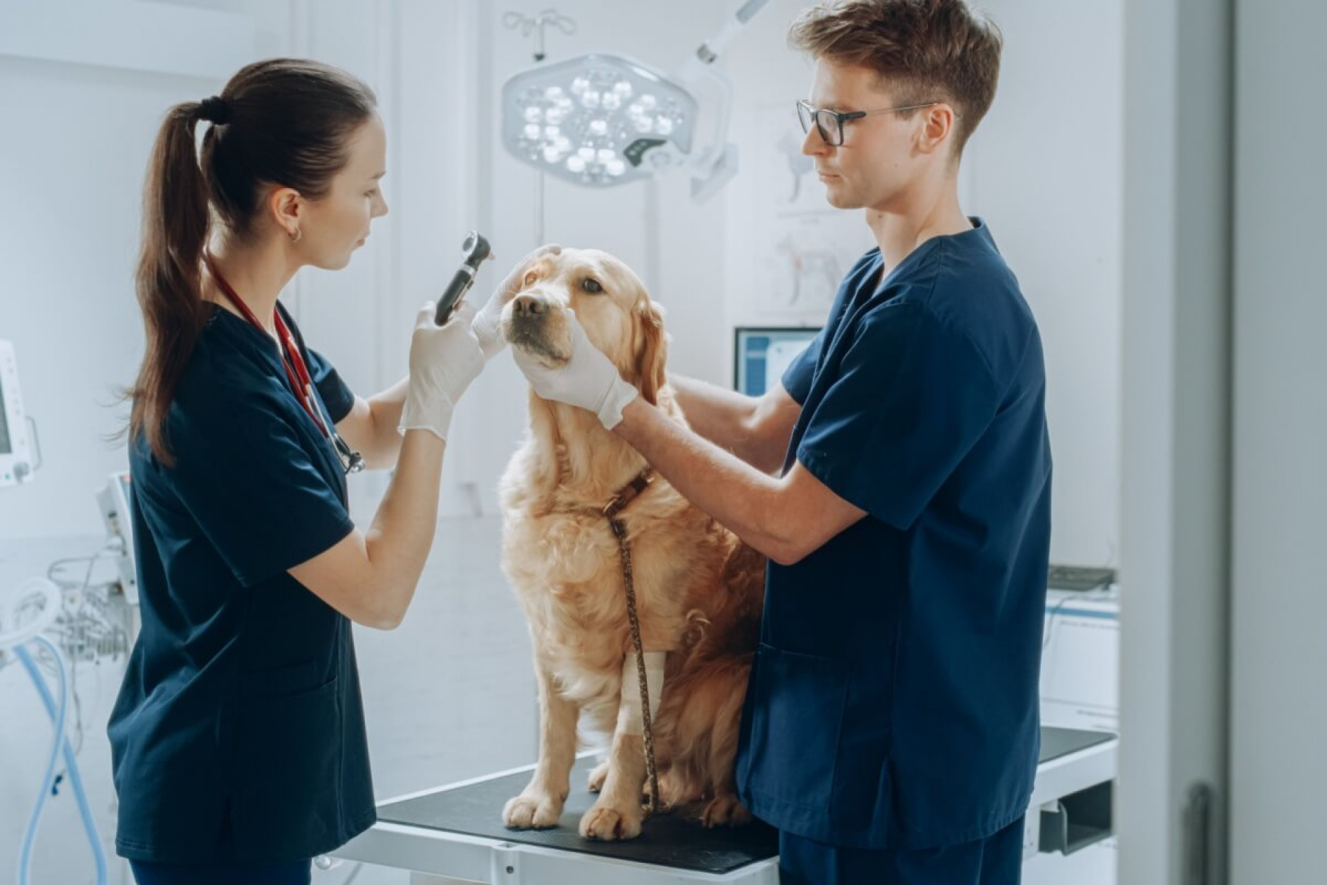 O cuidado com a sa&uacute;de dos olhos &eacute; essencial para proteger a vis&atilde;o dos pets (Imagem: Gorodenkoff | Shutterstock)