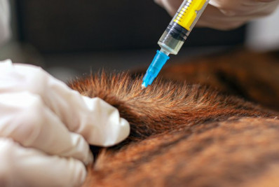 Vacinação antirrábica segue até sábado em Macaé