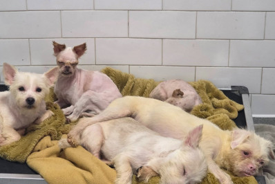 EUA: 115 cachorros são resgatados de casa em condições insalubres