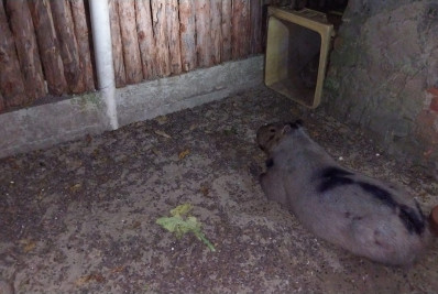 Capivara é resgatada após atropelamento em Três Rios