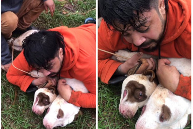 Vídeo: Lutador de Muay Thai imobiliza dois pitbulls após ataque em MS