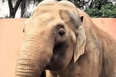 SP: Paula Burlamaqui, Heloísa Périssé e outros artistas cobram soltura de elefante de zoológico