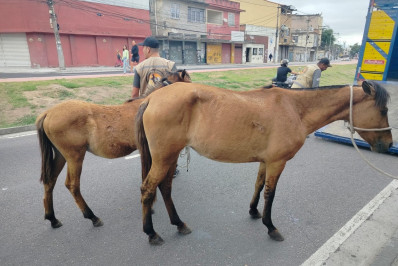 Prefeitura já retirou das ruas 96 animais de grande porte nos últimos seis meses