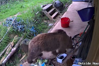 Vídeo: ursos escapam e invadem área de funcionários em zoológico na Inglaterra