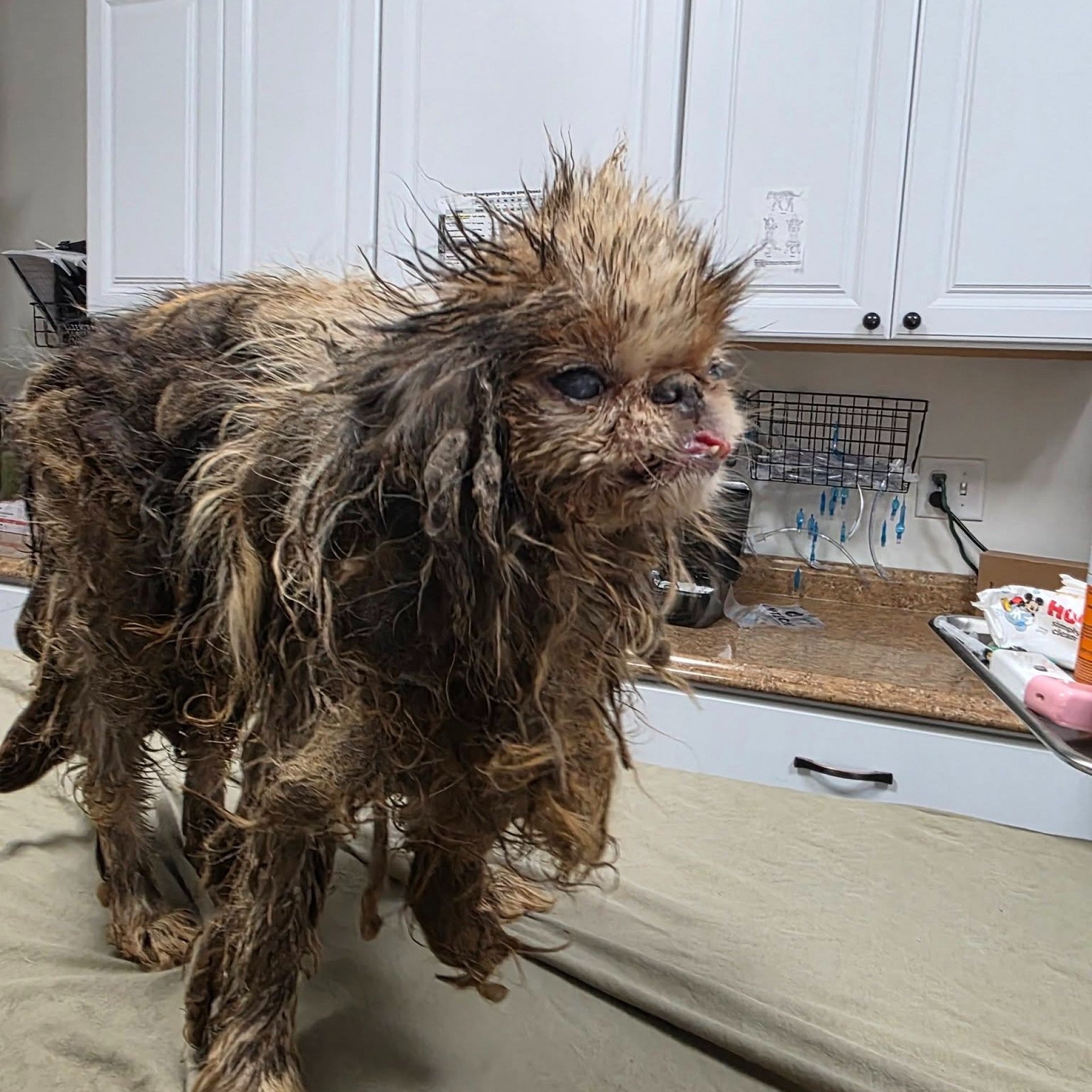 Um dos cachorros resgatado em residência considerada insalubre - Divulgação / Hudson Valley Animal Rescue and Sanctuary