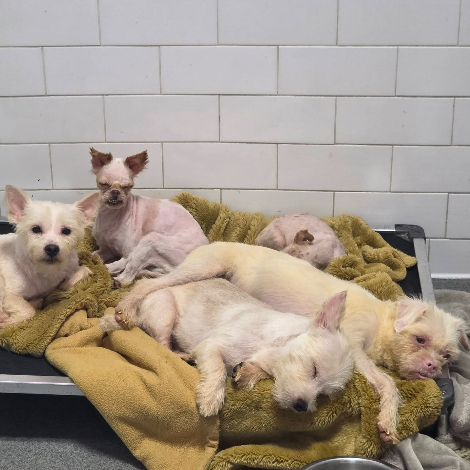 Cachorros tiveram que ser tosados após o resgate - Divulgação / Hudson Valley Animal Rescue and Sanctuary